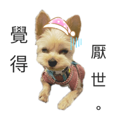 噢買尬的