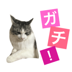 癒し猫 実写 ギャル語 Line スタンプ Line Store