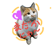 cat-club