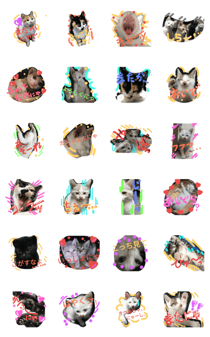 cat-club