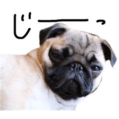 Japanese Pug's Life