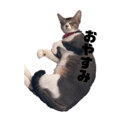 ayumi_20210716233947