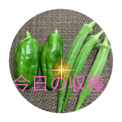 koko_20210716235207