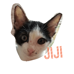 HELLO JIJI!