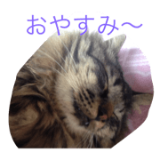 cat kodama