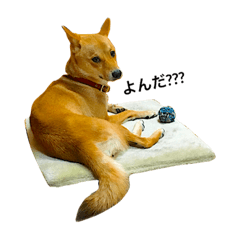 あんこ様 確認用(*'▽'*)♪ 神戸市灘区】昭和22年創業の老舗『あんこ専門店 あんtena 六甲道本店