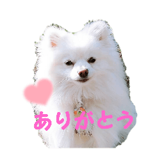 raimustampdx