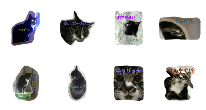 cat acchan