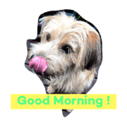 Dog's Greetings and Healing