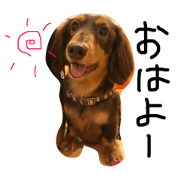 MiniatureDachshund TARO
