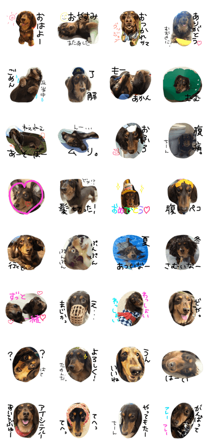 MiniatureDachshund TARO