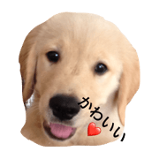 goldenretriver totti
