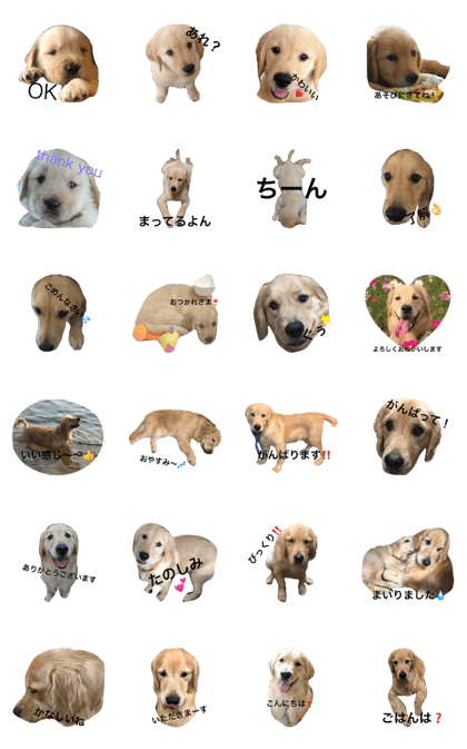 goldenretriver totti