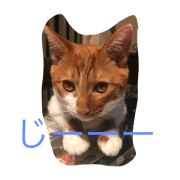 catkf