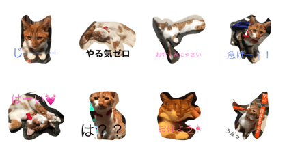 catkf