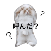 momoDAYON