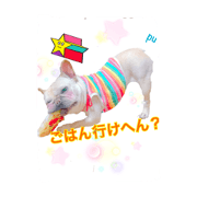 Frenchbulldog Tonkotsu Part2