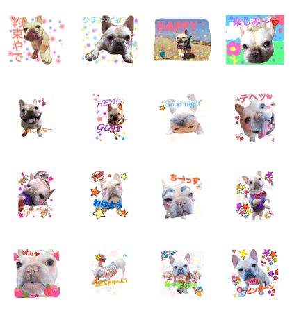 Frenchbulldog Tonkotsu Part2