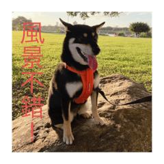 黑柴Jerry（特別版）