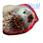 Poopy The Hedgehog