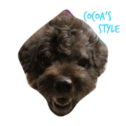 cocoa's style2