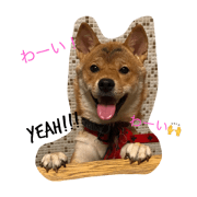 shibainuTUBAKI 2