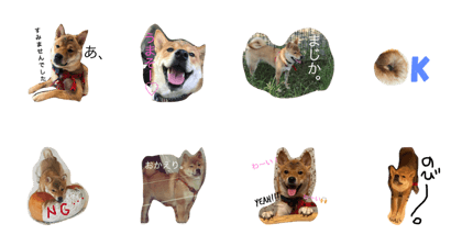 shibainuTUBAKI 2