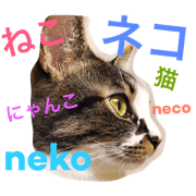 6cat