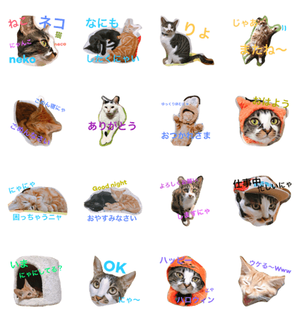 6cat