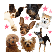 kamiyaDOG3