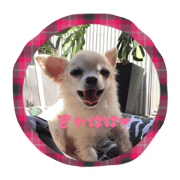 chihuahua'LuLu&POLO 2