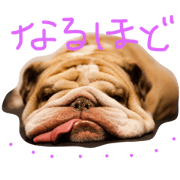 Lazy Bulldog Kohama