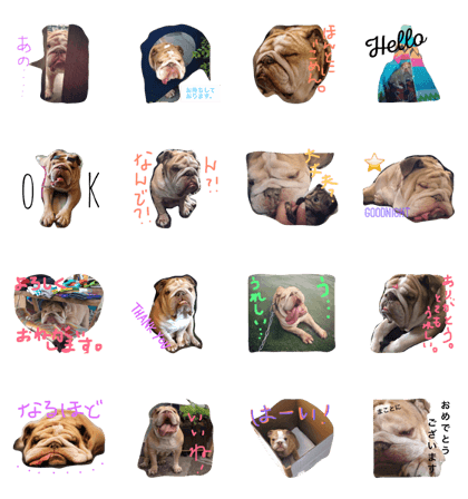 Lazy Bulldog Kohama
