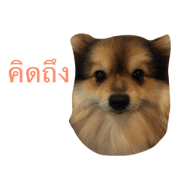 petpet2