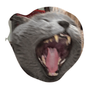 5catcatcatcatcat