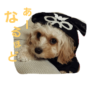 cavapoo kumu