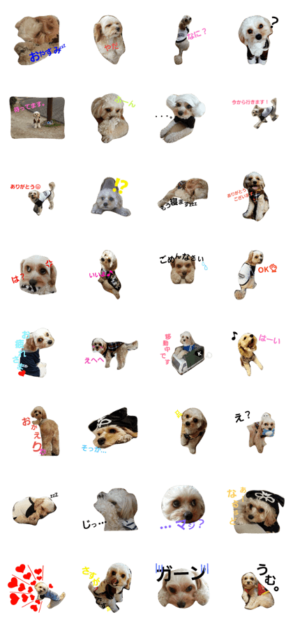 cavapoo kumu