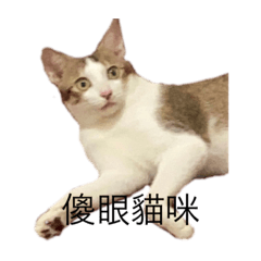 琥珀喵表情包