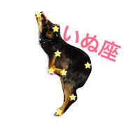 MY DOG URIURI 2