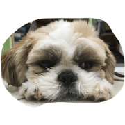 my dog is bunbun