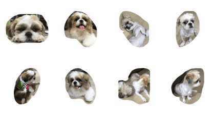 my dog is bunbun