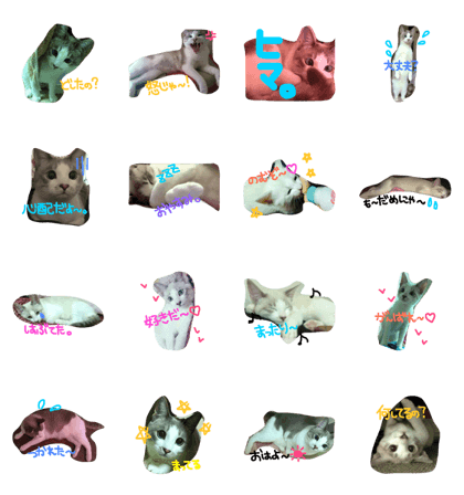 CHUCHU CAT