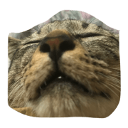 choco the cat