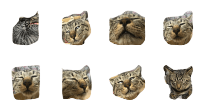 choco the cat