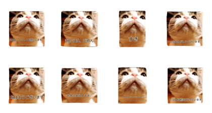 morning meow-kun