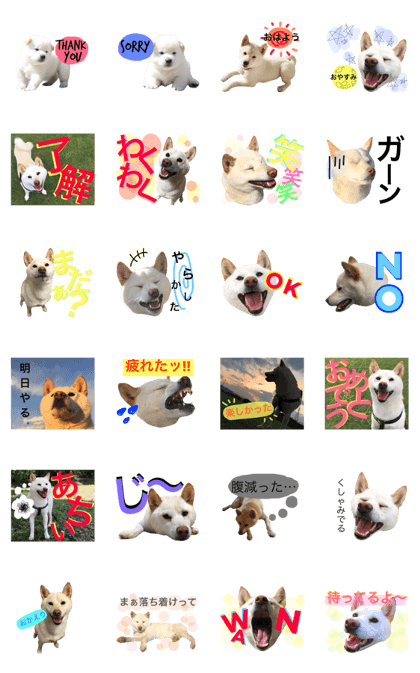 shiroshiba-haruta