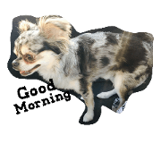 chihuahua-muu
