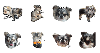 chihuahua-muu