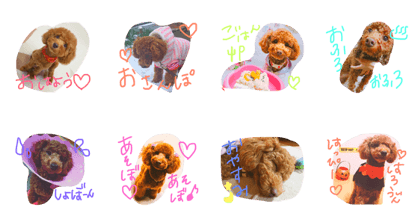 poodle sakura everyday