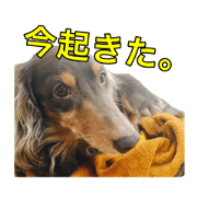 dog1588